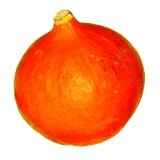 Hokkaido Kürbis