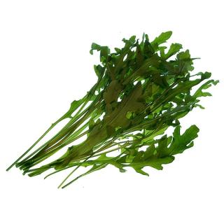 Rucola