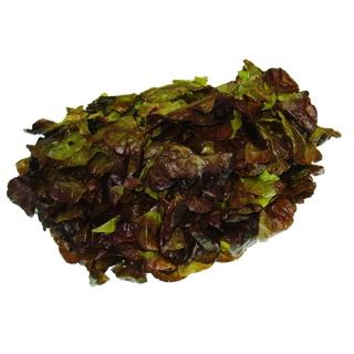 Eichblattsalat, rot