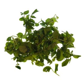 Kresse im Schälchen auf Flachs