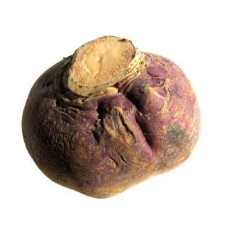 Steckrübe