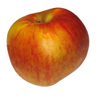 Apfel "Santana"