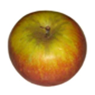 Apfel | Holsteiner Cox